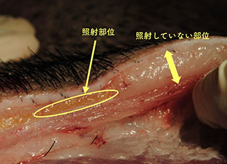 施術範囲が広い